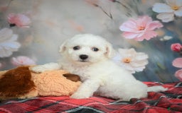 Bichon Frise dogs for sale: Jade - Image 6
