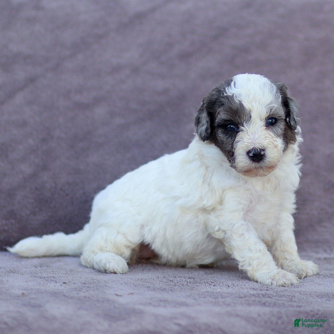 Goldendoodle dogs for sale: Oakland - Image 5