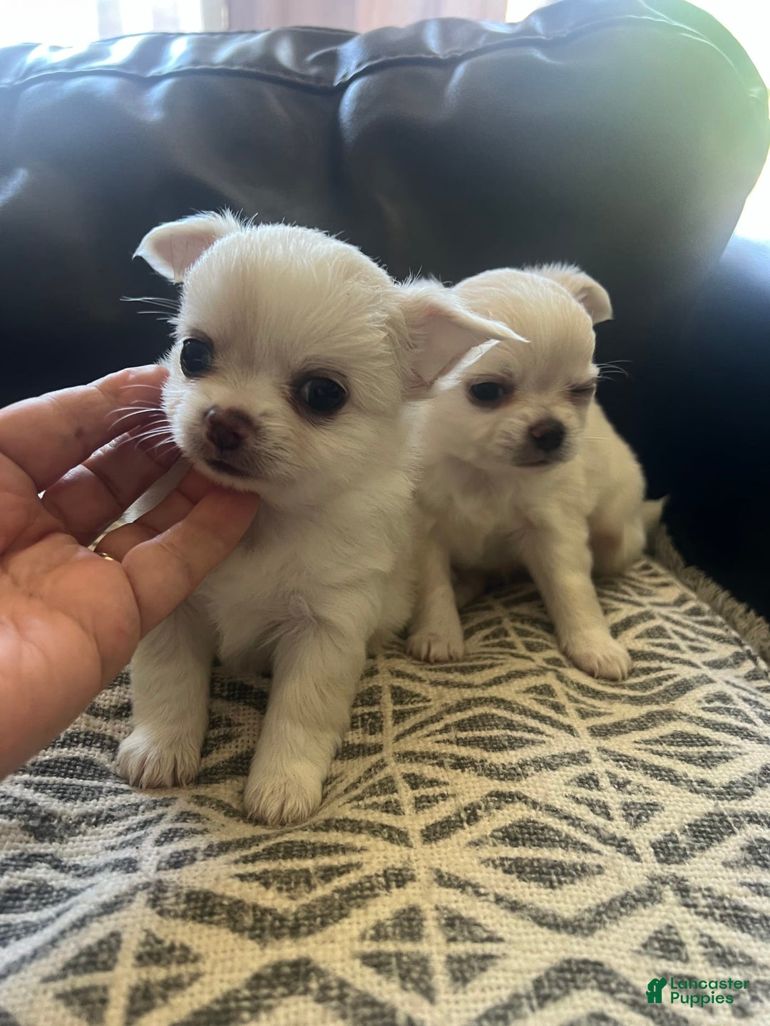 Chihuahua dogs for sale: Duke - Image 4