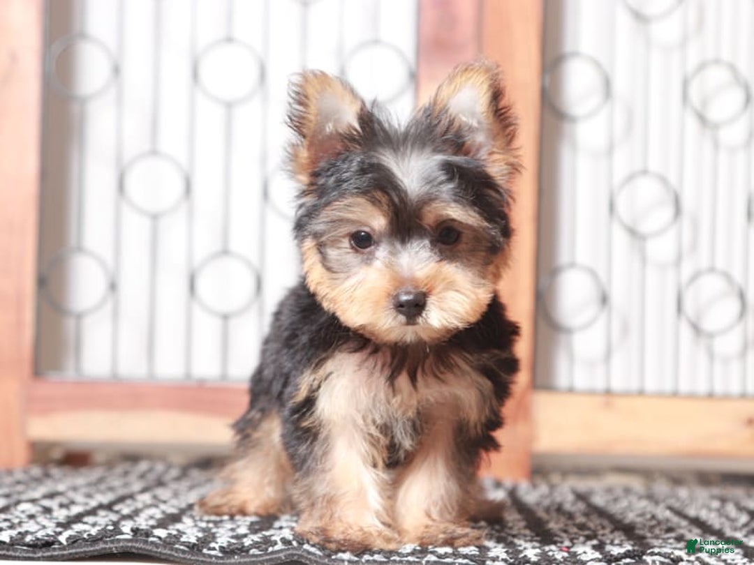 Yorkshire Terrier dogs for sale: Gunner - Image 3