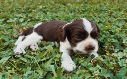 Cocker Spaniel dogs for sale: Kimmy - Image 2