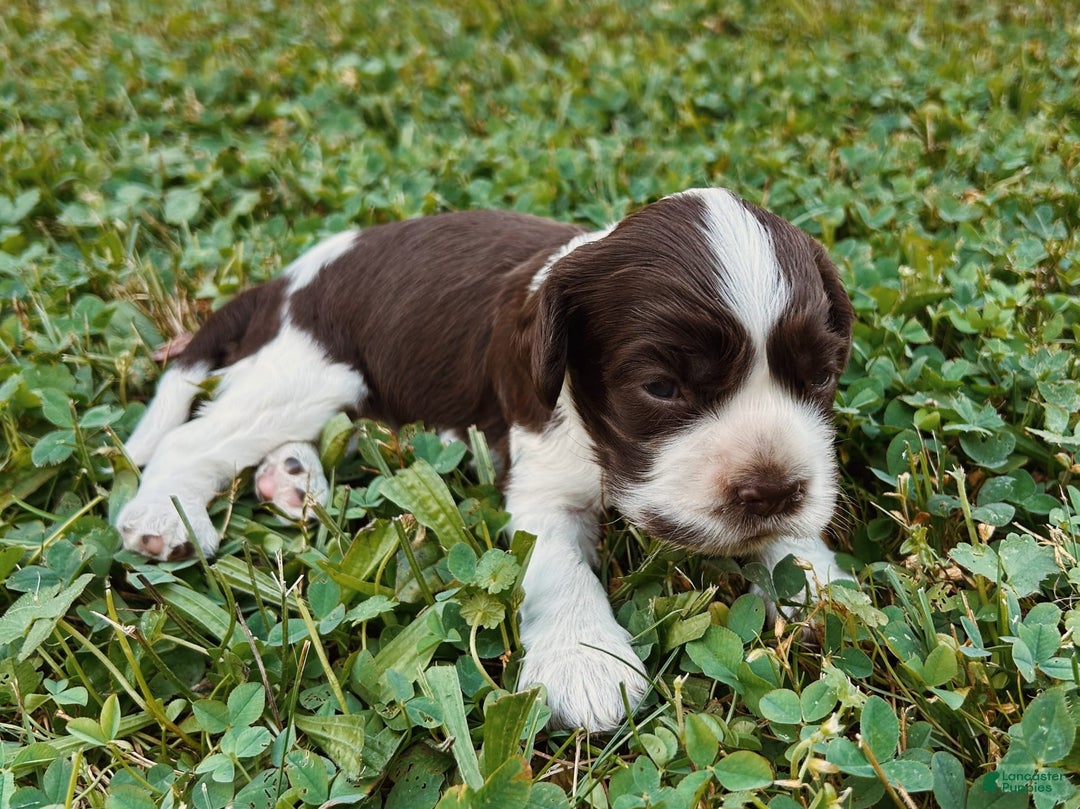 Cocker Spaniel dogs for sale: Kimmy - Image 2