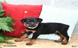 Rottweiler dogs for sale: Rover - Image 1