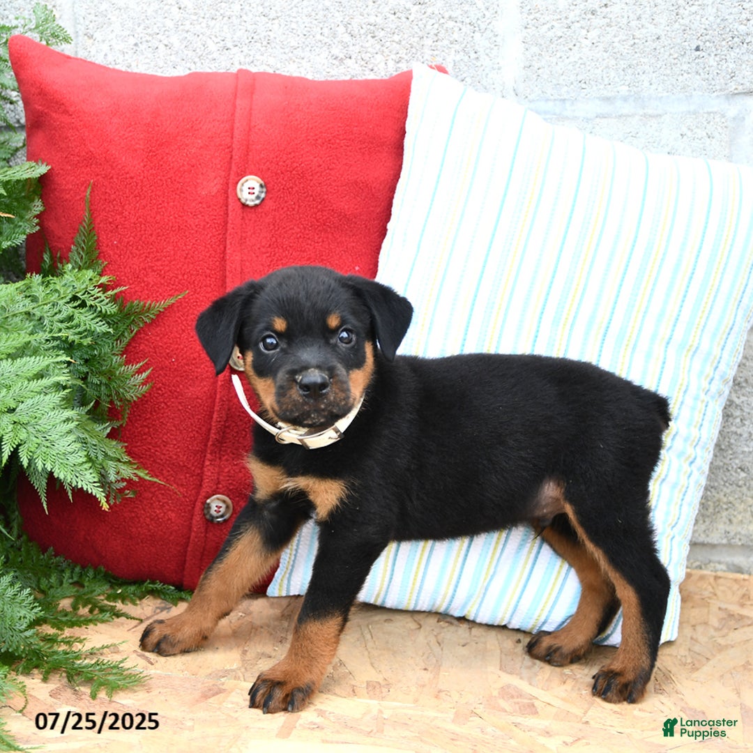 Rottweiler dogs for sale: Rover - Image 1