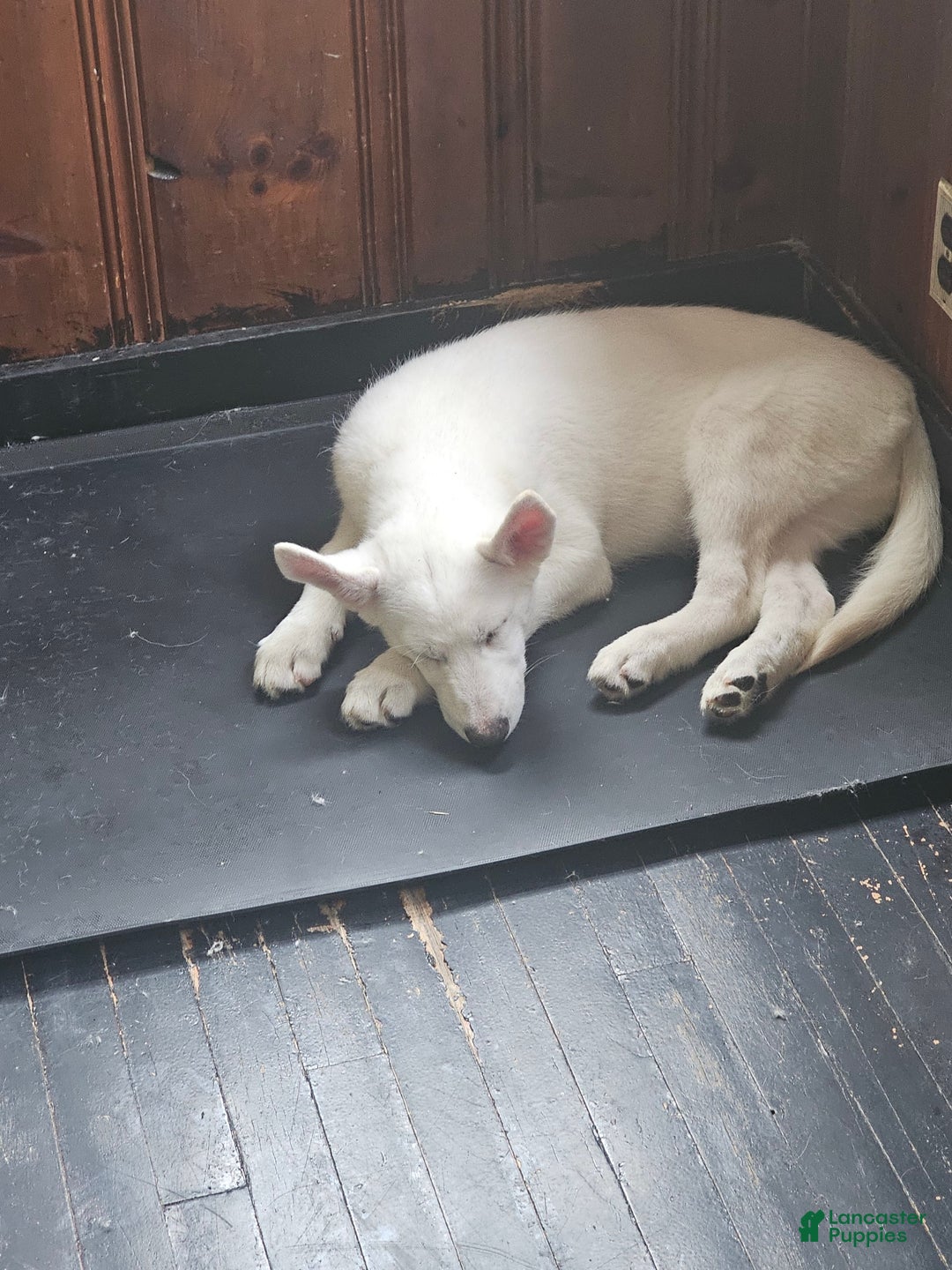 Siberian Husky dogs for sale: None - Image 1