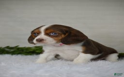 Beaglier dogs for sale: Wendy - Image 1