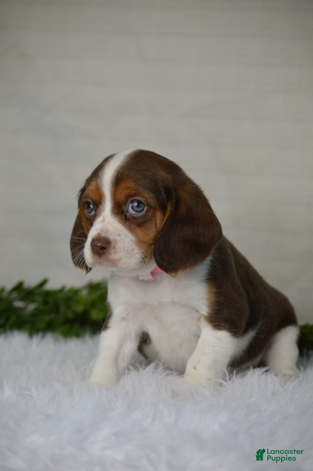 Beaglier dogs for sale: Wendy - Image 1