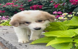 Great Pyrenees dogs for sale: Grant - Image 2