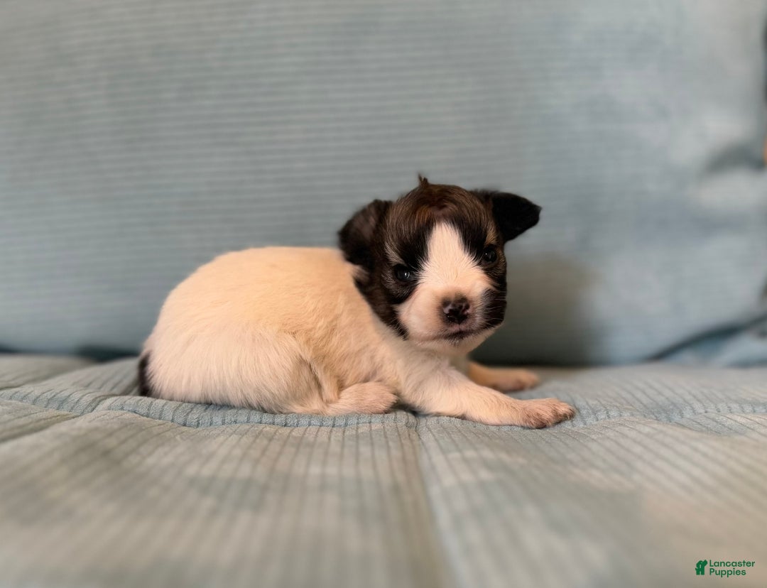 Papillon dogs for sale: Coras Female - Image 1