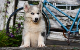 Gerberian Shepsky dogs for sale: Romeo - Image 20