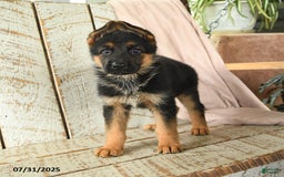 German Shepherd dogs for sale: Whisper - Image 1