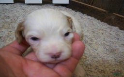 Cavapoo dogs for sale: Sam - Image 2