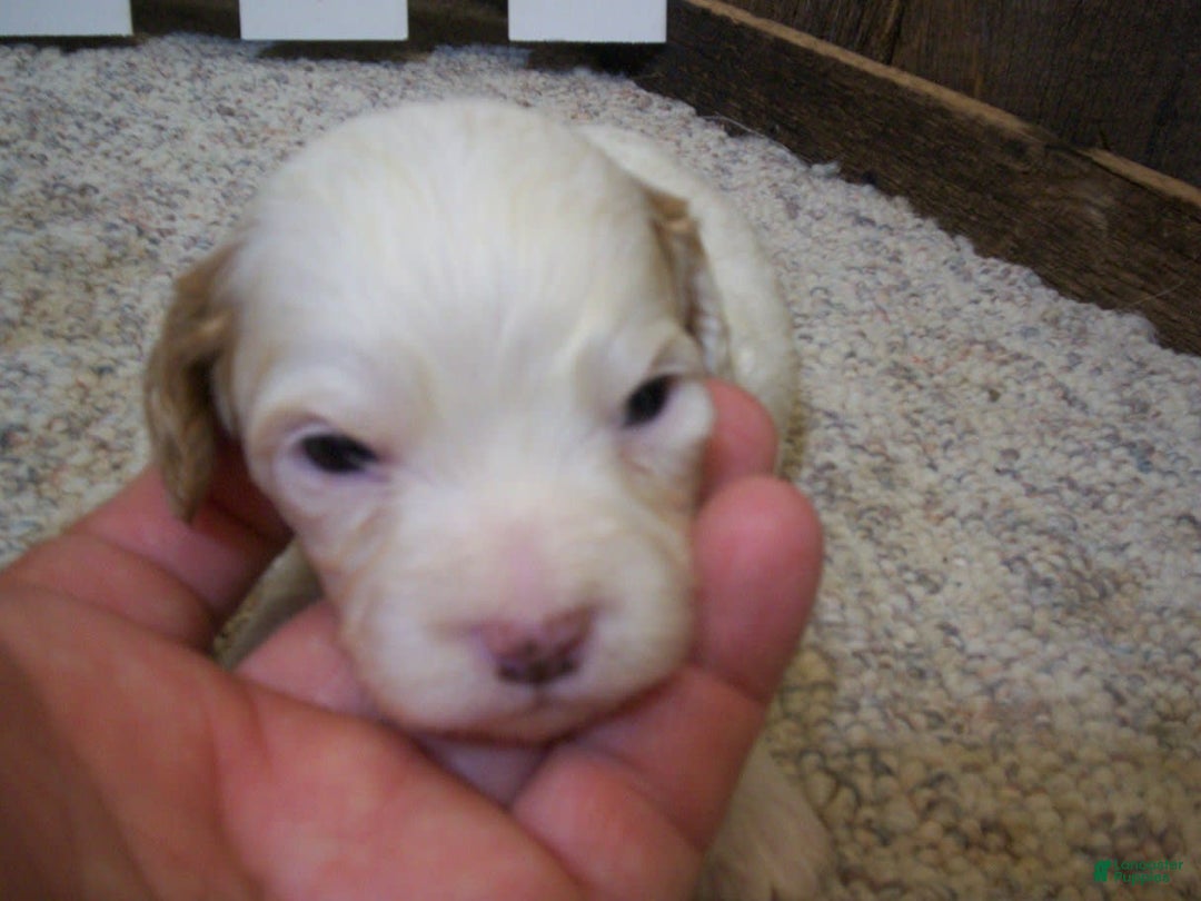 Cavapoo dogs for sale: Sam - Image 2