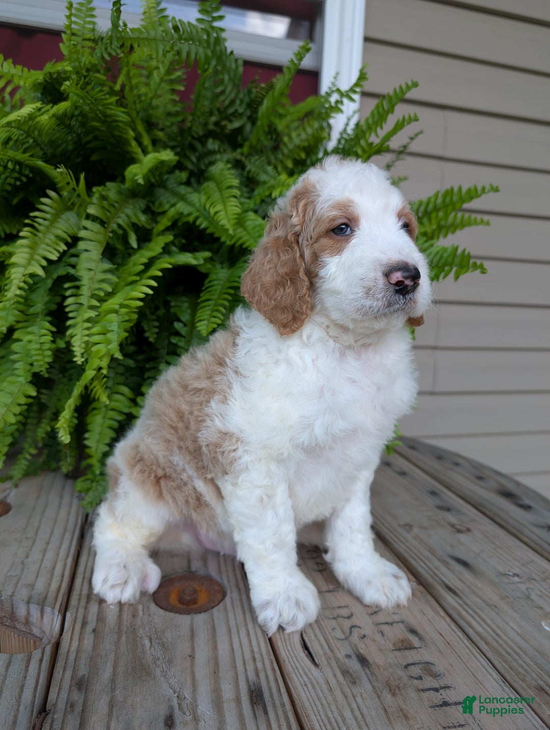 Goldendoodle dogs for sale: Ace - Image 14