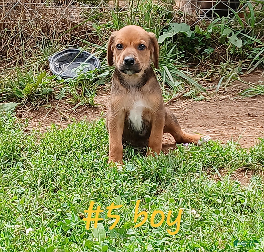 Redbone Coonhound dogs for sale: Rascal - Image 1