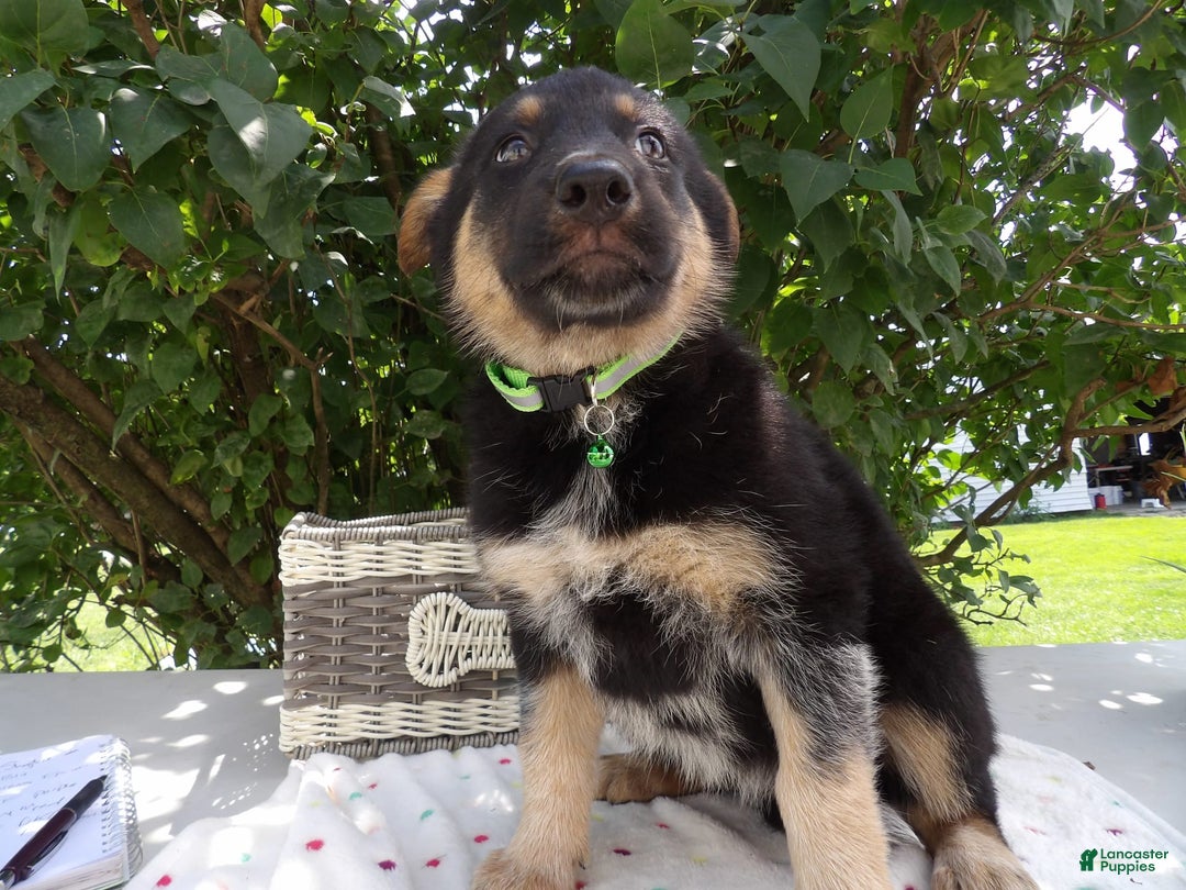 German Shepherd dogs for sale: Misty - Image 2