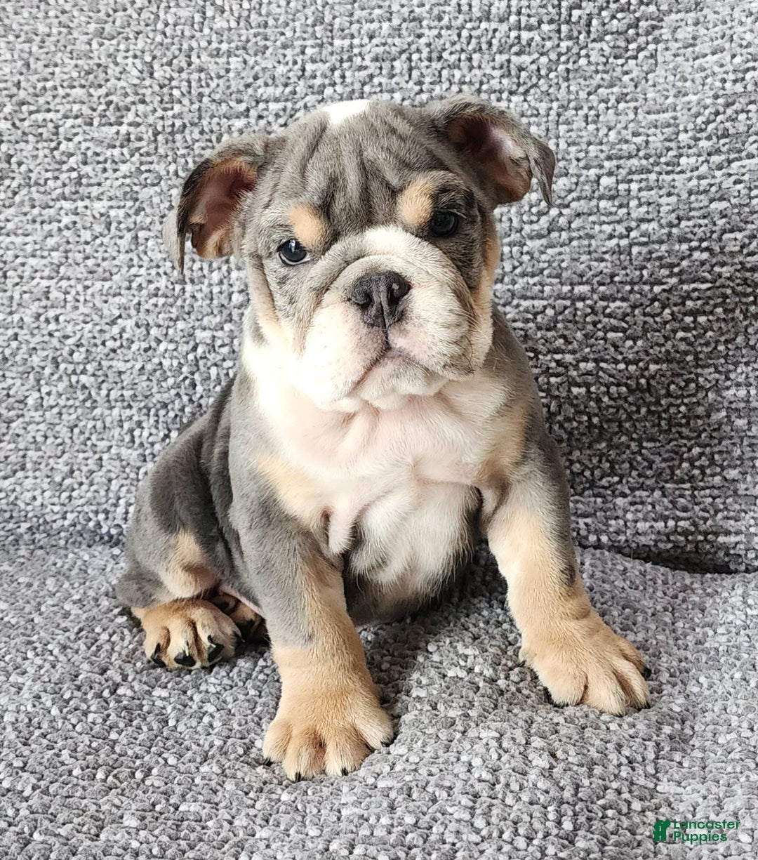 English Bulldog dogs for sale: Kelly - Image 6