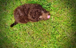 Havapoo dogs for sale: Teddy - Image 12