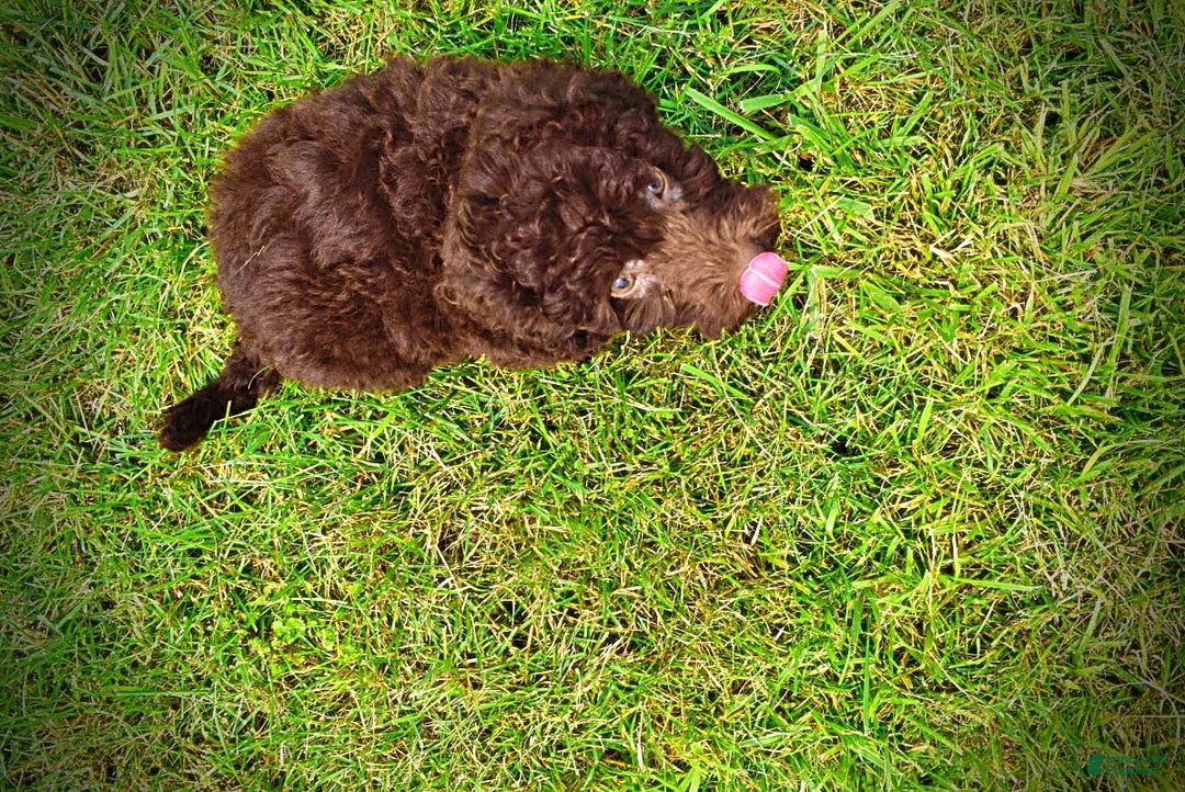 Havapoo dogs for sale: Teddy - Image 12