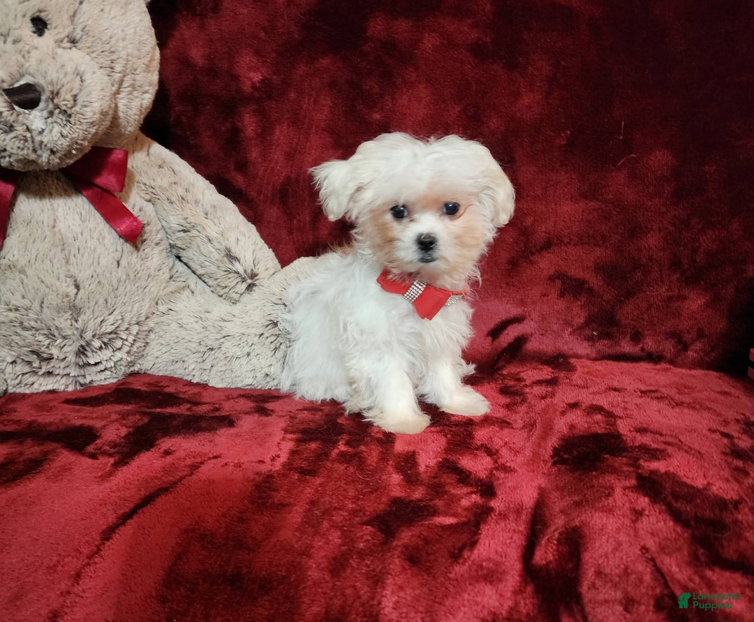 Malshi dogs for sale: Lacey - Image 4