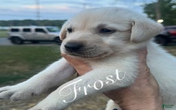 Labrador Retriever dogs for sale: Frost - Image 10
