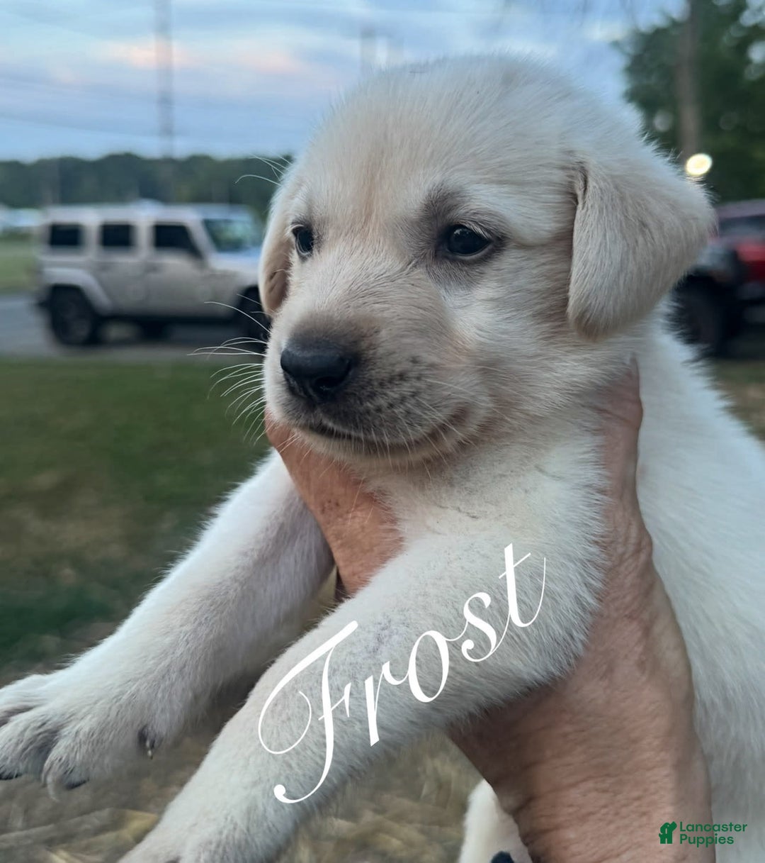 Labrador Retriever dogs for sale: Frost - Image 10