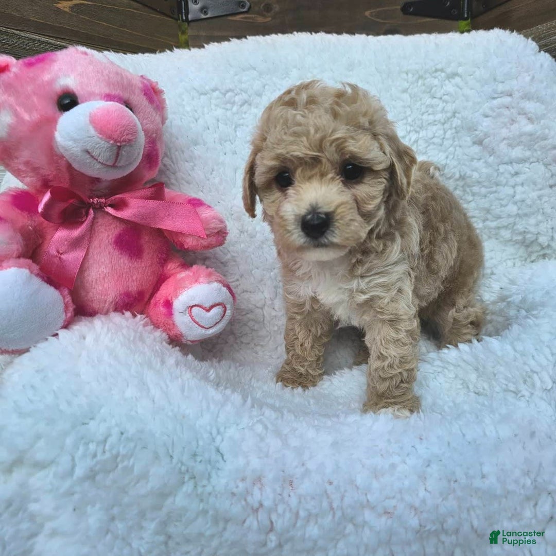 Toy Poodle dogs for sale: Sugar - Image 5