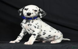Dalmatian dogs for sale: Pepper - Image 4