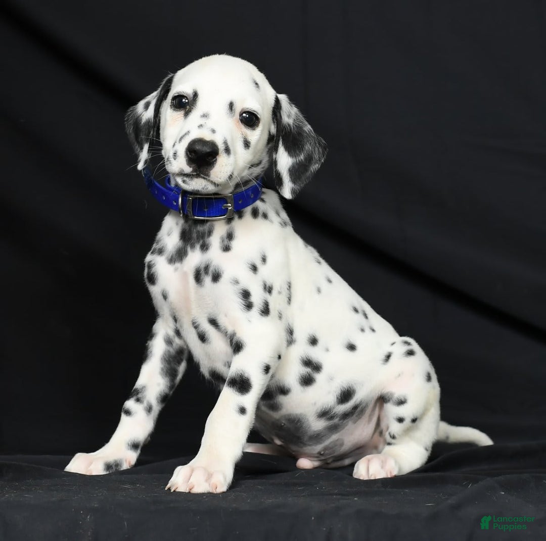 Dalmatian dogs for sale: Pepper - Image 4