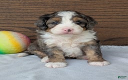 Mini Bernedoodle dogs for sale: Bluey - Image 16