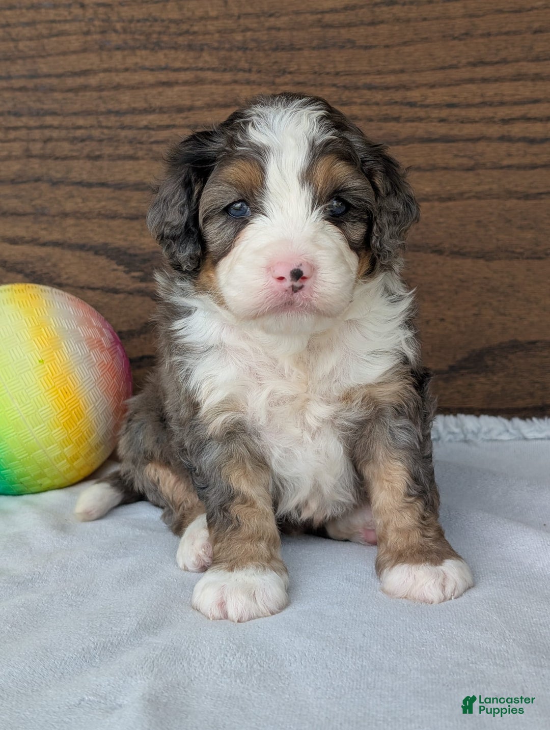 Mini Bernedoodle dogs for sale: Bluey - Image 16