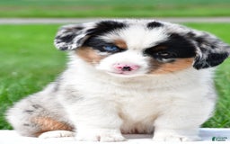 Australian Shepherd dogs for sale: Charlie - Image 6
