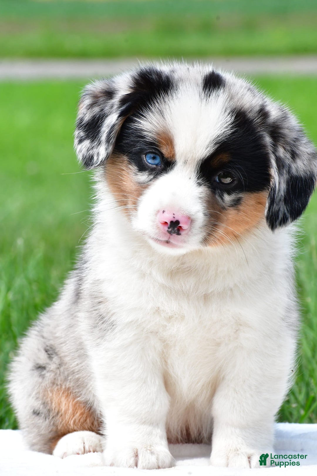 Australian Shepherd dogs for sale: Charlie - Image 6