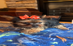Yorkshire Terrier dogs for sale: Prissy - Image 2