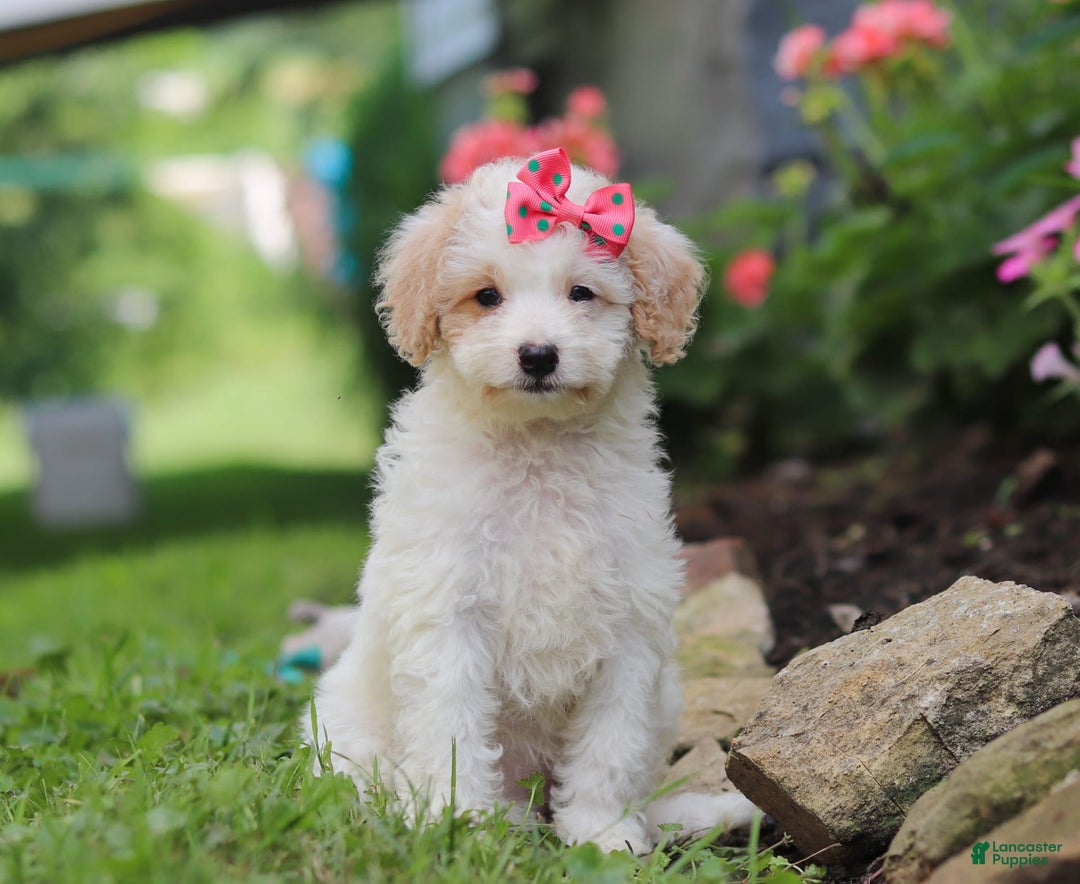 Mini Aussiedoodle dogs for sale: Kandy - Image 4