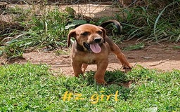 Redbone Coonhound dogs for sale: Ann - Image 1