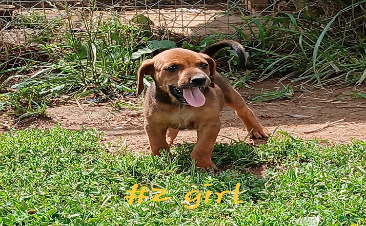 Redbone Coonhound dogs for sale - Ad 2