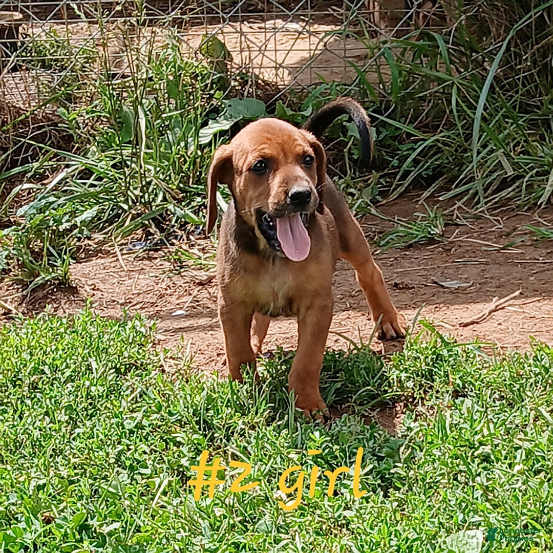 Redbone Coonhound dogs for sale: Ann - Image 1