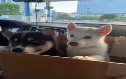 Siberian Husky dogs for sale: Girl Puppy - Image 3