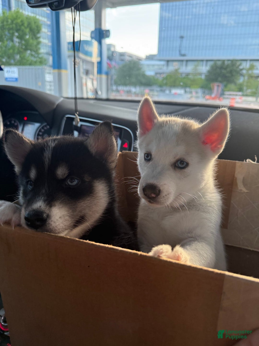 Siberian Husky dogs for sale: Girl Puppy - Image 3