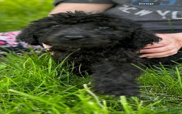 Labradoodle dogs for sale: Charlie - Image 1