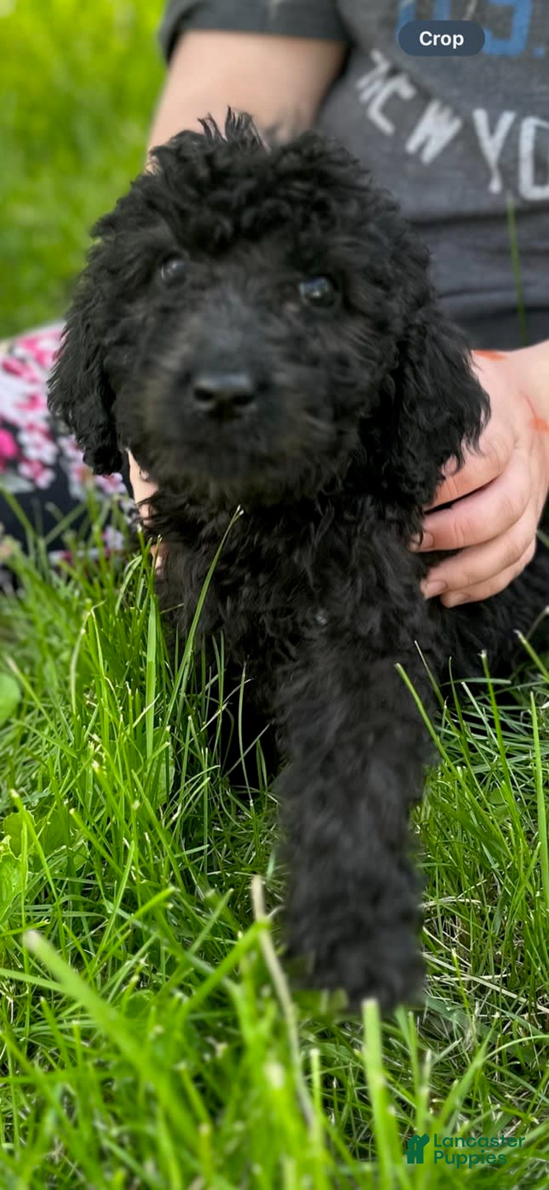 Labradoodle dogs for sale: Charlie - Image 1