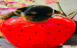Yorkshire Terrier dogs for sale: Stella - Image 3