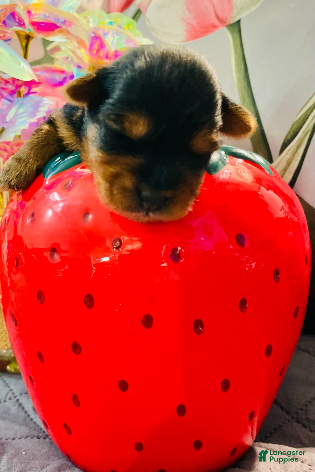 Yorkshire Terrier dogs for sale: Stella - Image 3