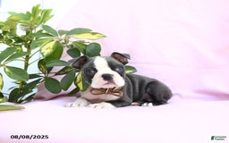 Boston Terrier dogs for sale: Violet - Image 3