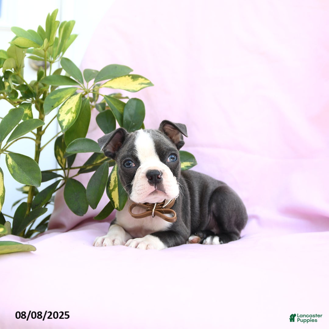 Boston Terrier dogs for sale: Violet - Image 3