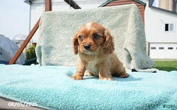 Cavalier King Charles Spaniel dogs for sale: Gail - Image 3
