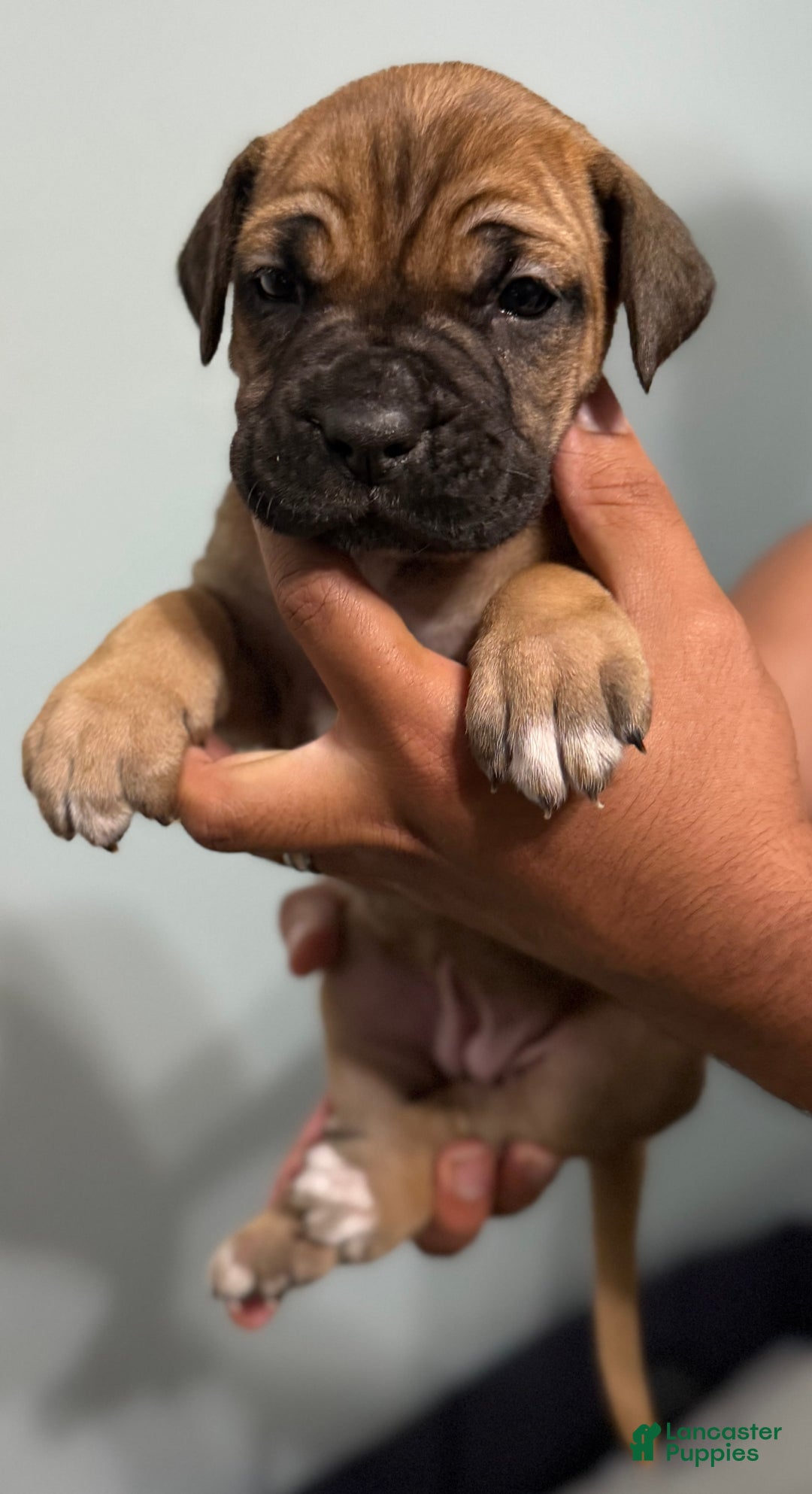 Cane Corso dogs for sale: Bluey - Image 2