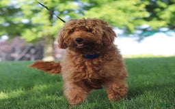 Mini Goldendoodle dogs for sale: Sonny - Image 8