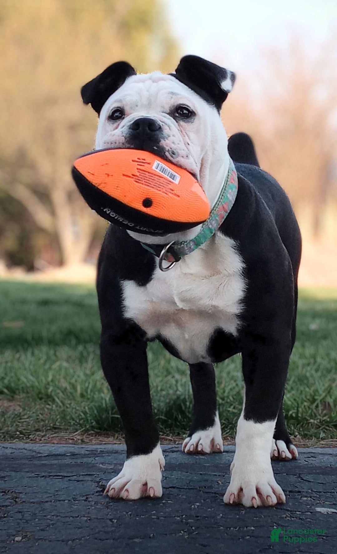 Olde English Bulldogge dogs for sale: Enzo blue eyes mini bulldogge - Image 18